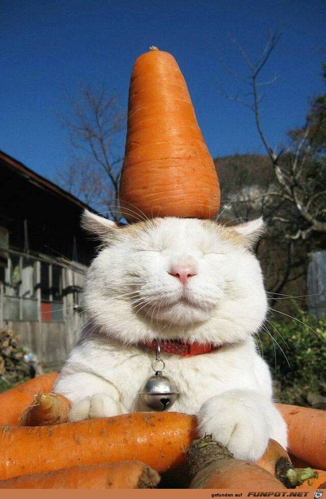 Karotten-Katze Karotten-Katze
