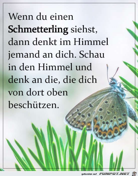 Wenn du einen Schmetterling siehst