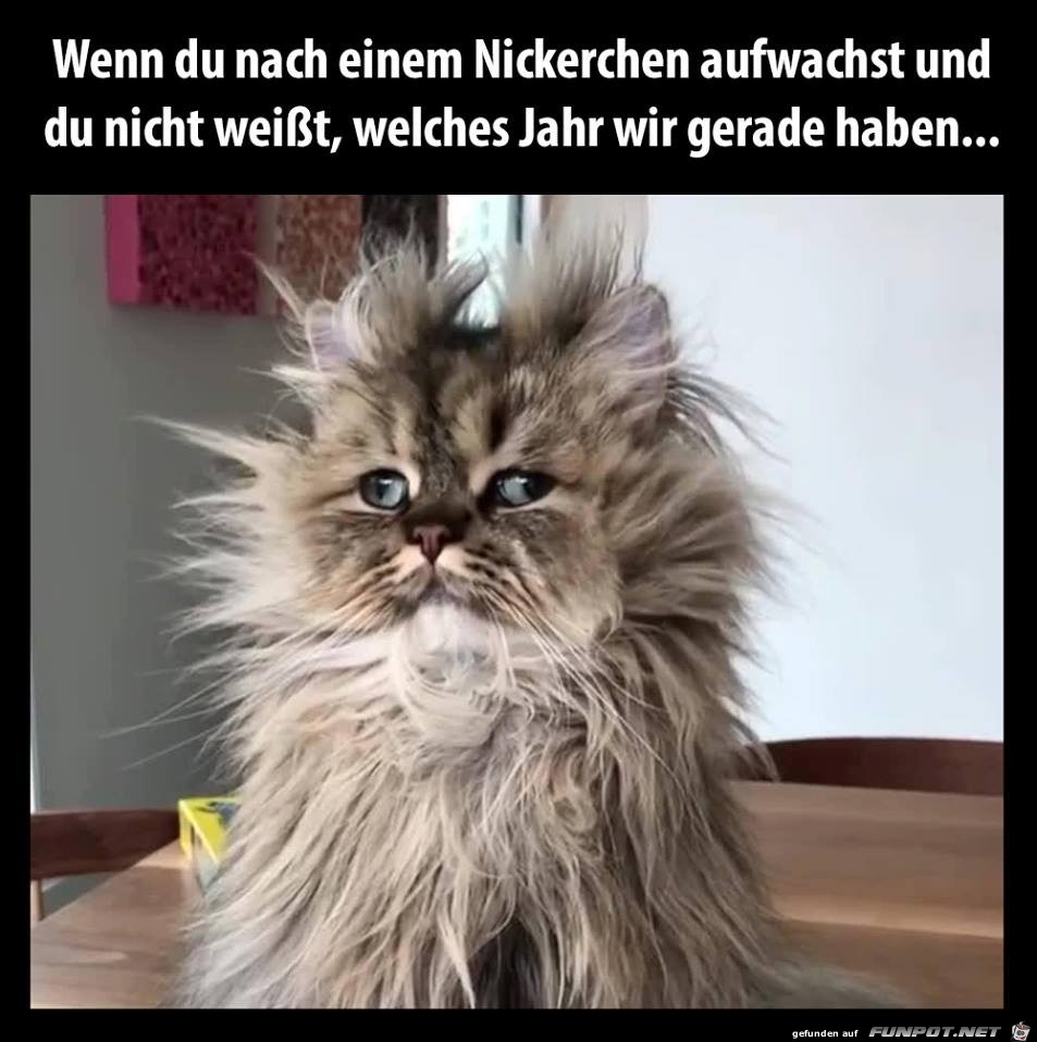 Völlig verpeilt nach dem Nickerchen Völlig verpeilt nach dem Nickerchen