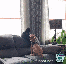 Hund und Katze vereint auf dem Sofa