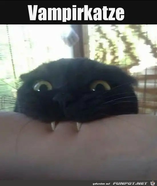 Vampirkatze