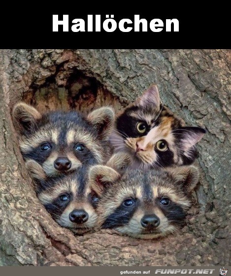 Hallöchen Hallöchen