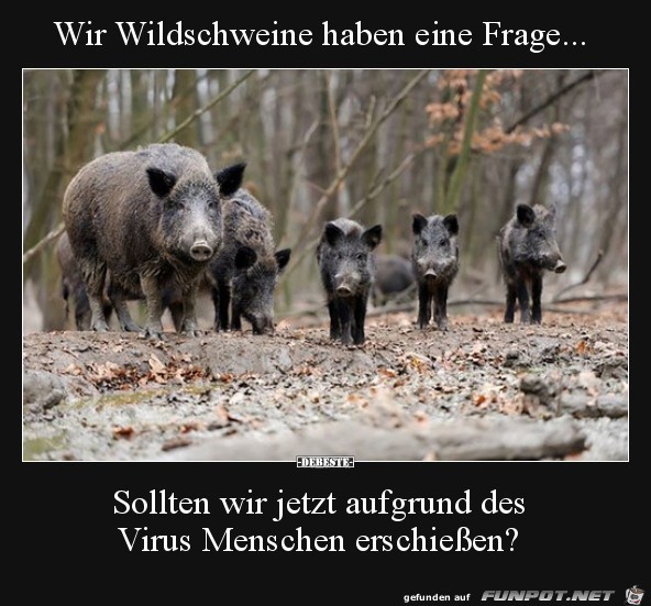 Verhalten der Wildschweine....