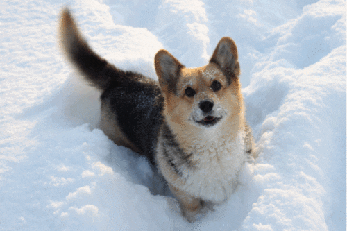 Lustiger Hund Lustiger Hund