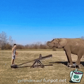 Super Sprung ber die Elefanten