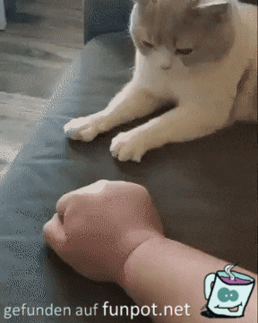 Katze fährt Krallen aus Katze fährt Krallen aus