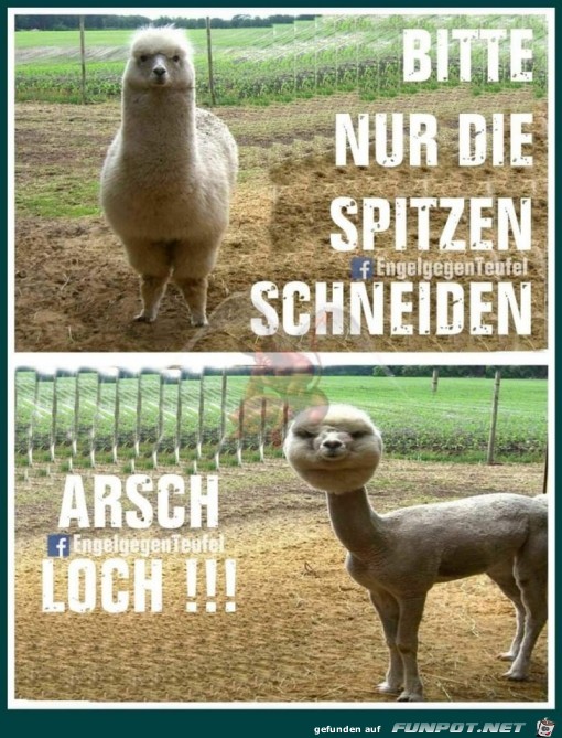 Bitte nur die Spitzen schneiden Bitte nur die Spitzen schneiden