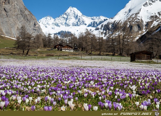 Krokusse am Grossglockner