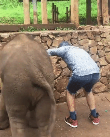 Elefant macht Spa