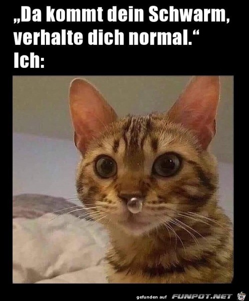 Verhalte dich normal