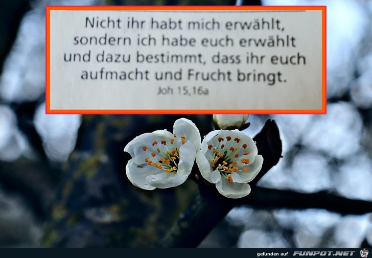 joh. 15. 16a joh. 15. 16a