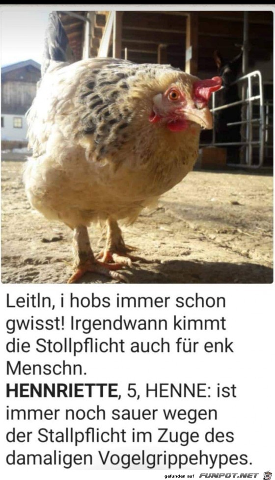 Leitln i hobs immer schon gewusst Leitln i hobs immer schon gewusst