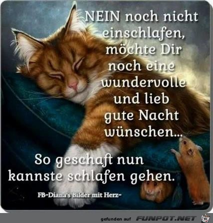 Nein noch nicht einschlafen Nein noch nicht einschlafen