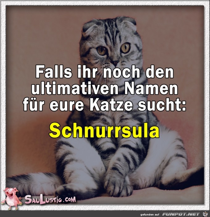 schnurrsula schnurrsula