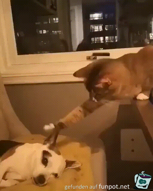 Freche Katze Freche Katze