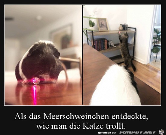 Meerschweinchen trollt Katze