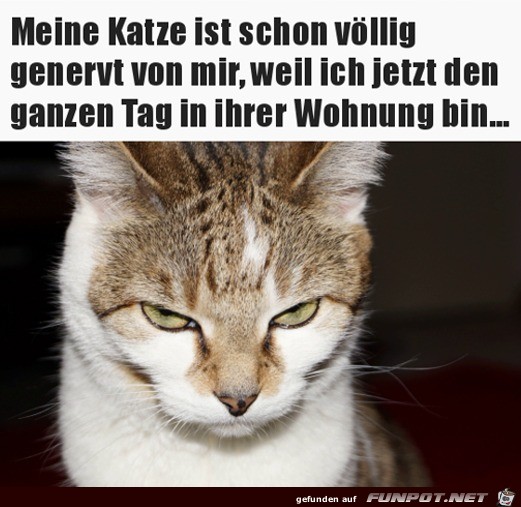 Katze ist genervt, weil dauernd jemand zuhause ist