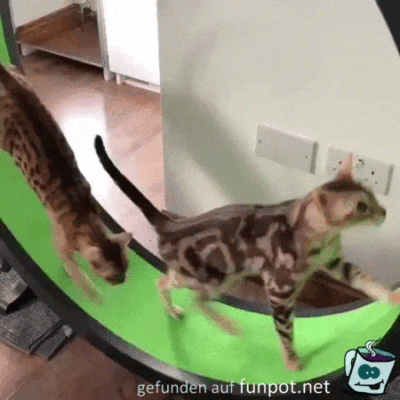 witzige animierte Bilder mit Katzen aus verschiedenen Blogs