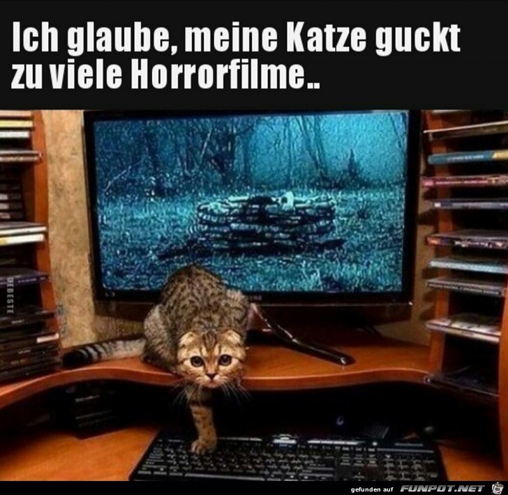 Ich glaube, meine Katze guckt zuviele Horrorfilme.... Ich glaube, meine Katze guckt zuviele Horrorfilme....