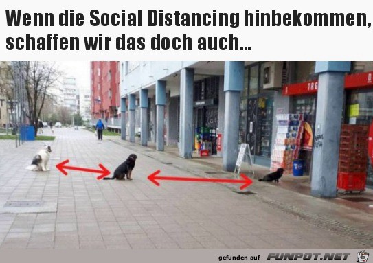 Wenn die Hunde Social Distancing machen
