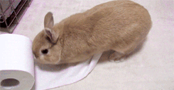 Hase frisst Klopapier Hase frisst Klopapier