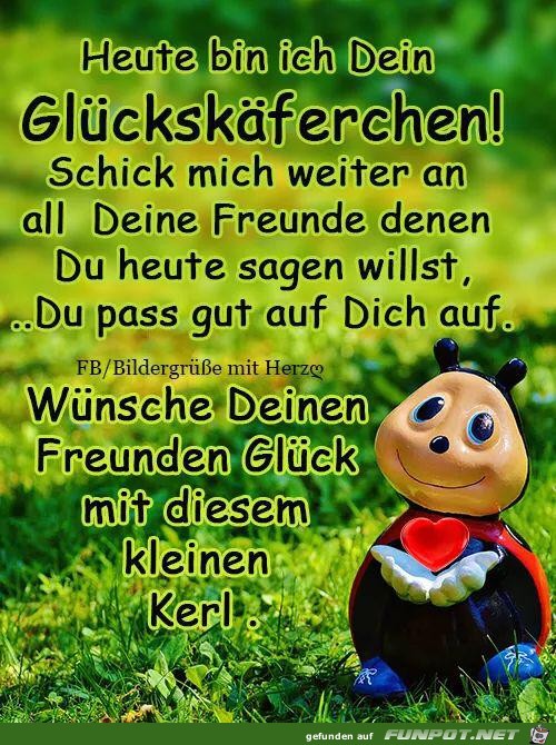 Glckskferchen