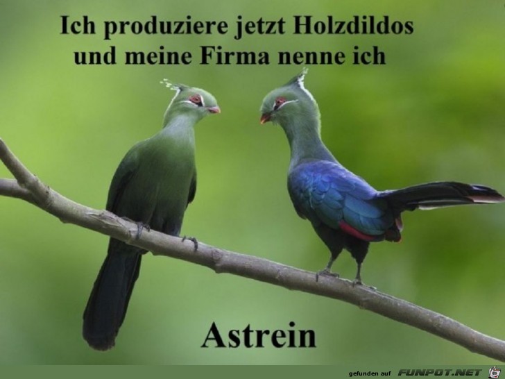Astrein