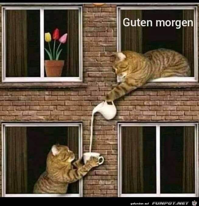 guten morgen....