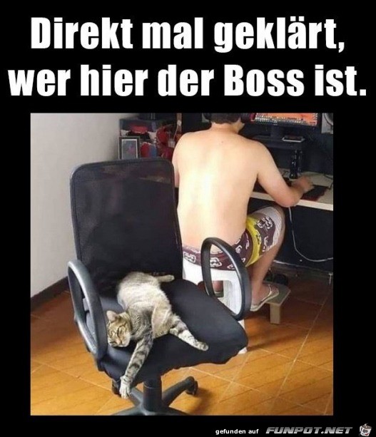 Ganz klar wer hier der Boss ist Ganz klar wer hier der Boss ist