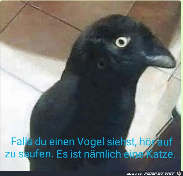 Vogel Vogel