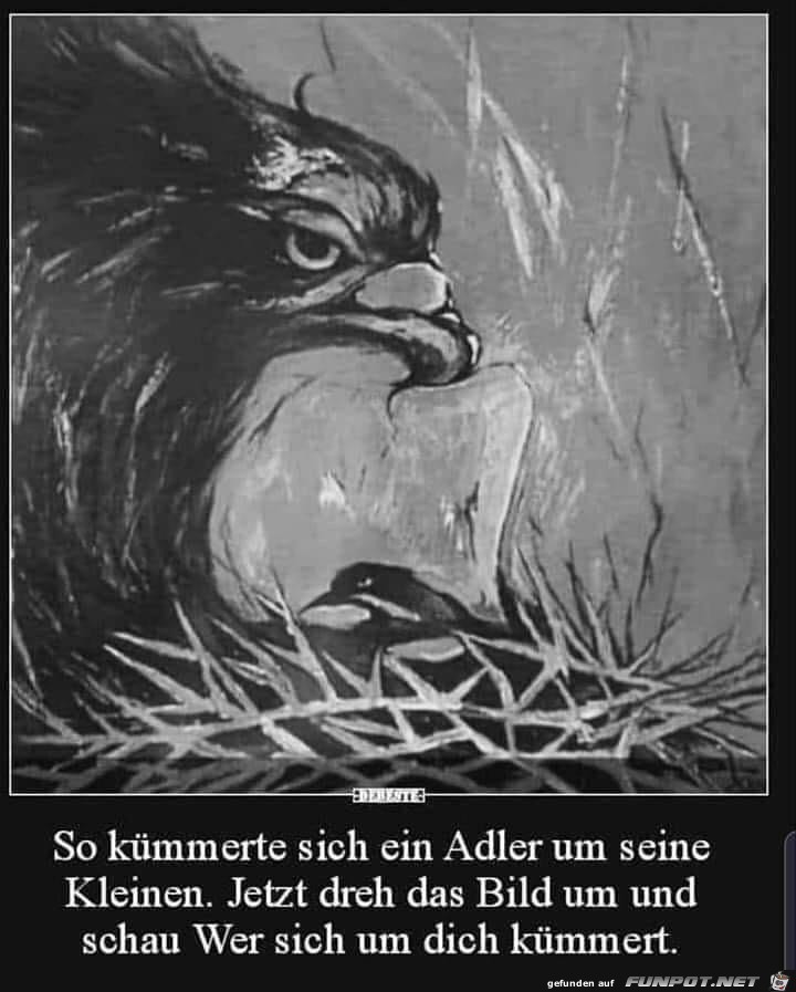 So Kuemmert Sich Ein Adler