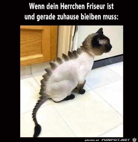 Wenn dein Herrchen Friseur ist