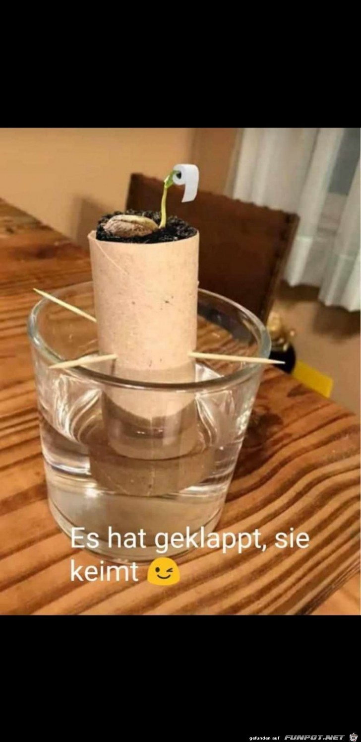 Das Klopapier wchst