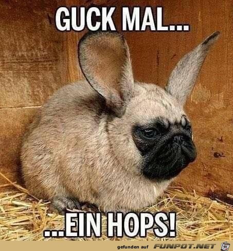 Ein Hops