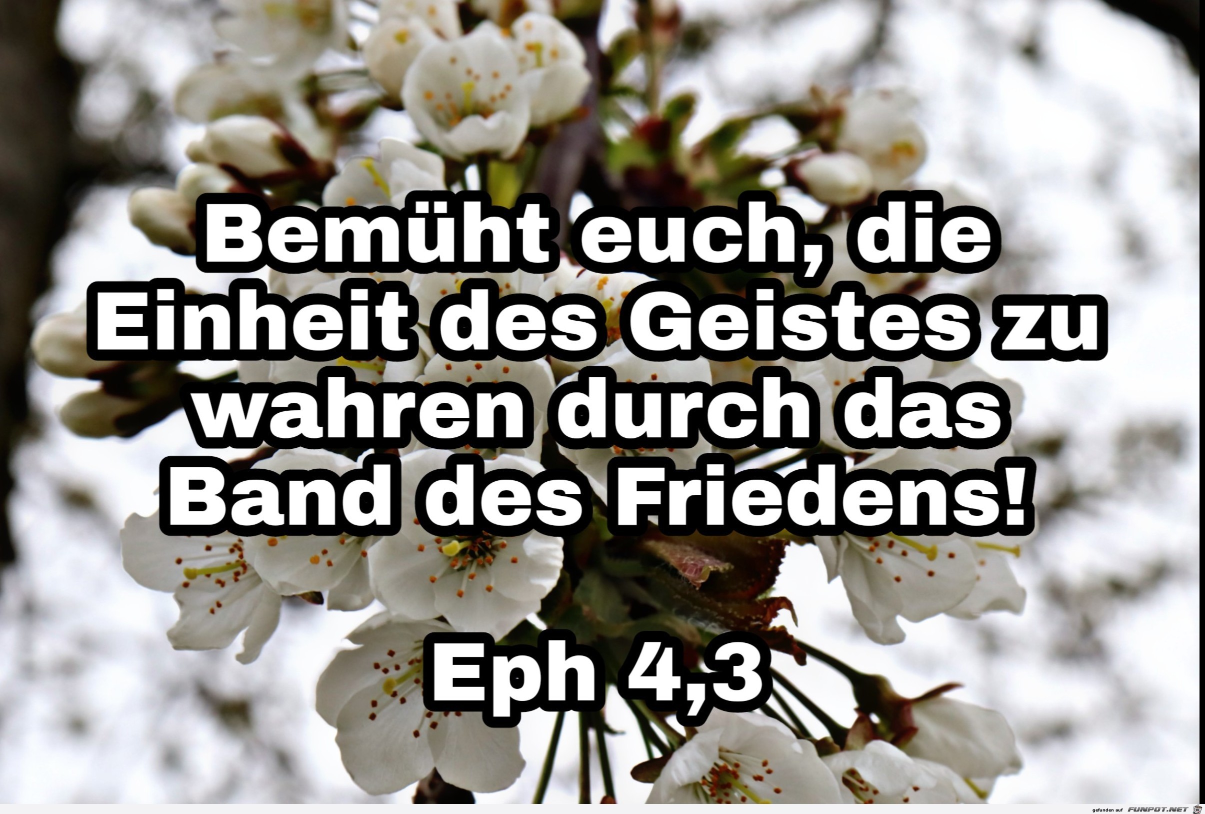 eph. 4.301