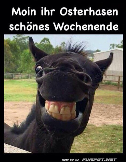 Moin, ihr Osterhasen