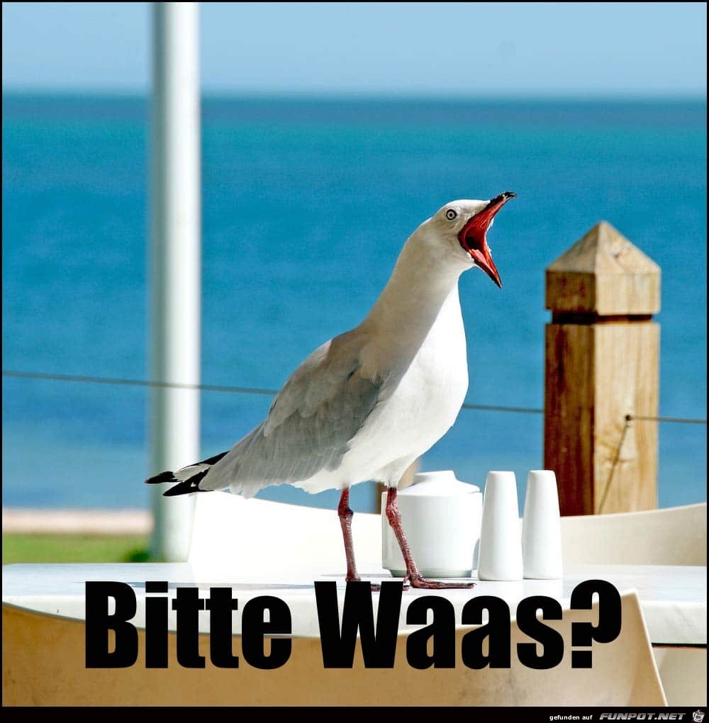 Lustiger Vogel Lustiger Vogel