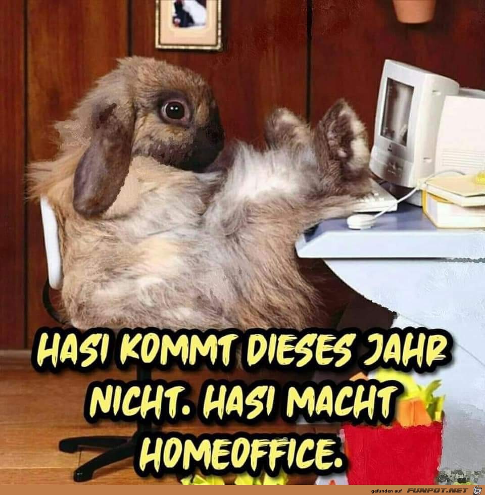 Hasi kommt nicht