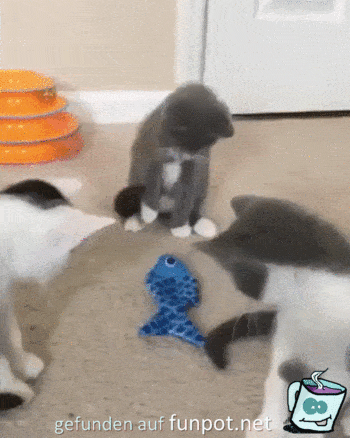Katzenbabys spielen mit Spielzeug