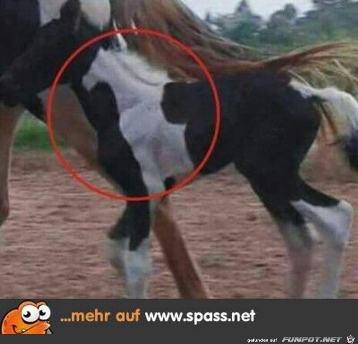 Siehst du das Pferd auf dem Pferd?