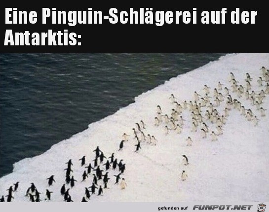 Pinguin-Schlgerei