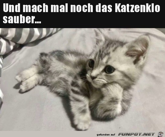 Mach das Katzenklo sauber