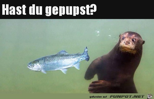 Hast du gepupst?