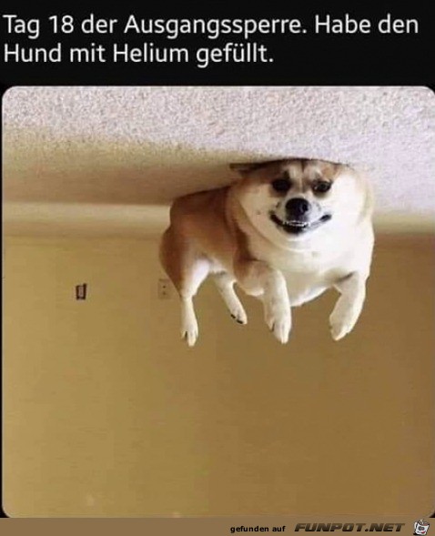 Hund mit Helium gefllt