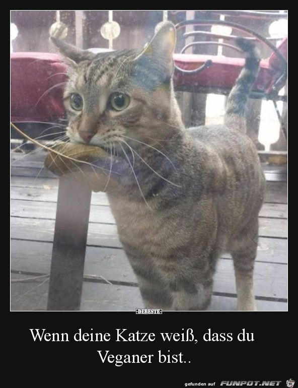 Deine Katze ist schlau