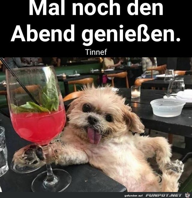 Hund geniet den Abend