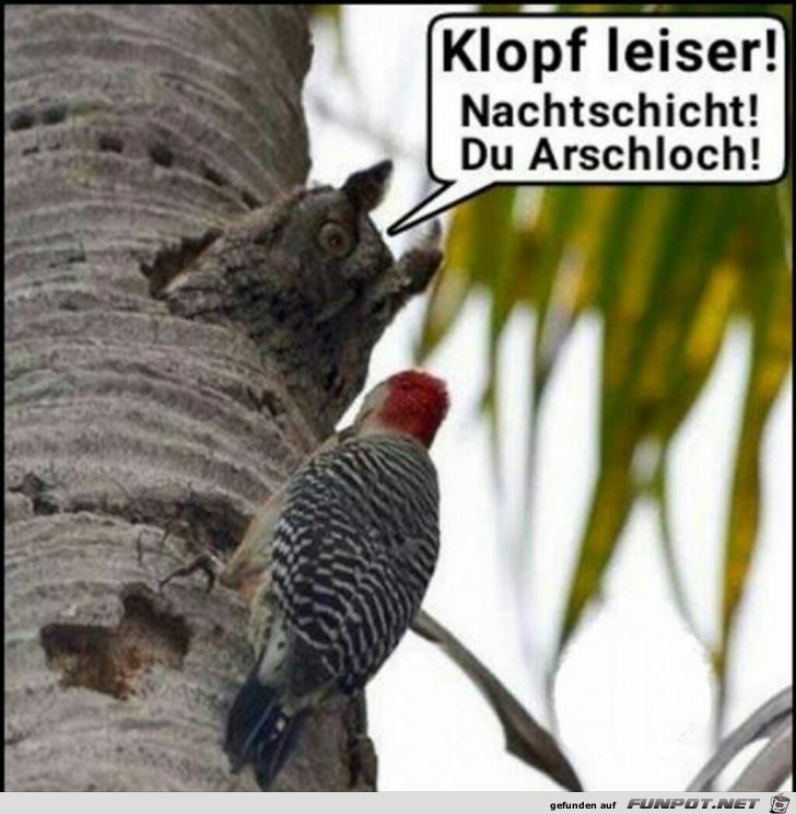 Klopf leiser ! Klopf leiser !