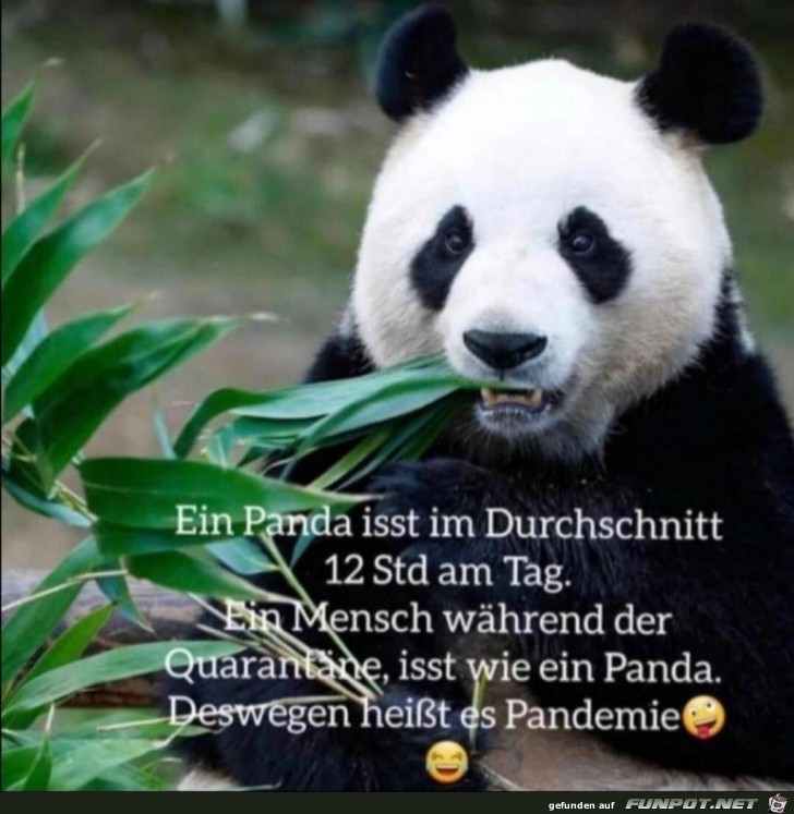 Ein Mensch isst whrend der Quarantne wie ein Panda