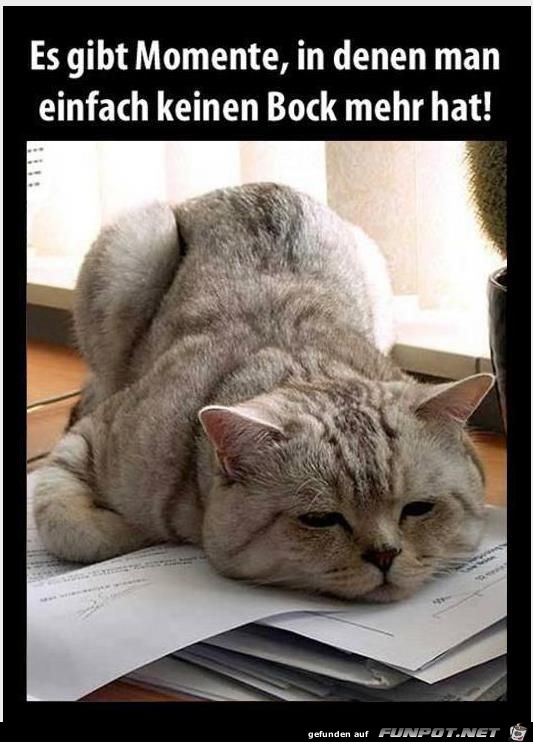 Katze hat keine Lust