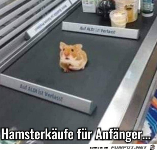 Hamsterkufe fr Anfnger